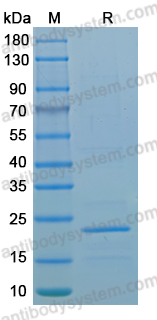 Recombinant MPXV/MPOX H1L Protein, N-His