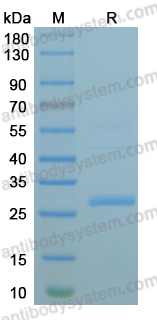 Recombinant MPXV/MPOX A39R Protein, N-His