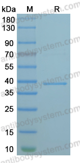 Recombinant MPXV/MPOX A31L Protein, N-His