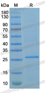 Recombinant MPXV/MPOX G3R Protein, N-His