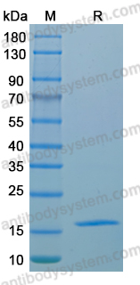Recombinant MPXV/MPOX H7R Protein, N-His