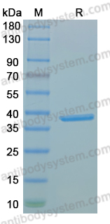 Recombinant MPXV/MPOX A12R Protein, C-His