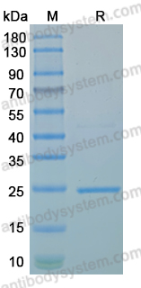 Recombinant MPXV/MPOX A23R Protein, N-His