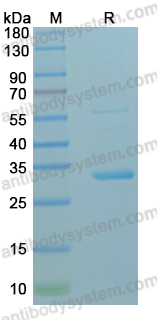 Recombinant MPXV/MPOX O3L/EFC Protein, N-GST & C-His