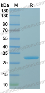 SDS-PAGE for Recombinant LSDV A10L Protein, C-His ?>
