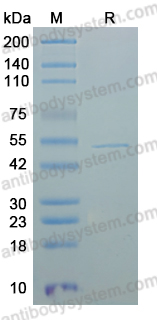 Recombinant ASFV K205R Protein, N-GST-His