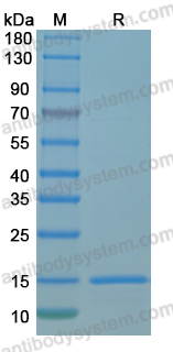 Recombinant MPXV G4 Protein, N-His