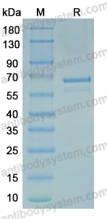 Recombinant MPXV G10 Protein, N-GST & C-His