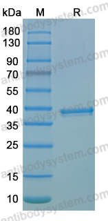 SDS-PAGE for Recombinant MPXV A46R Protein, N-GST & C-His ?>