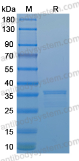 Recombinant LSDV F8L Protein, N-GST & C-His