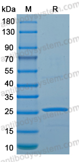 Recombinant LSDV F9L Protein, N-His