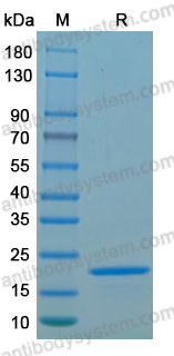 Recombinant LSDV F10L Protein, N-His