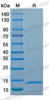 Recombinant LSDV E8R Protein, C-His
