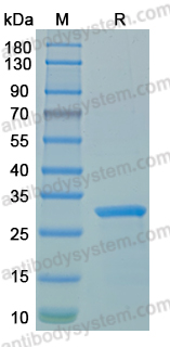 Recombinant LSDV G7L Protein, N-His