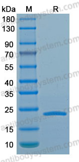 Recombinant LSDV L1R Protein, N-His