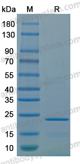 Recombinant LSDV H1L Protein, N-His