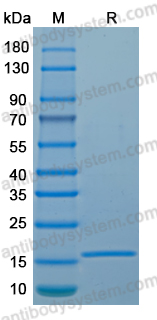 Recombinant LSDV H2R Protein, N-His