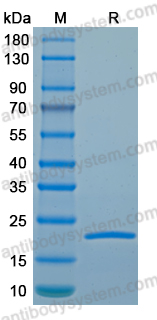 Recombinant LSDV A4L Protein, N-His
