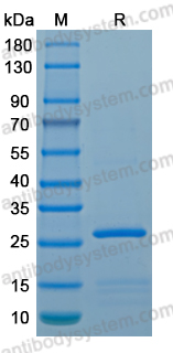 Recombinant LSDV A32L Protein, N-His