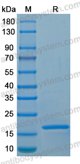 Recombinant LSDV A33R Protein, N-His