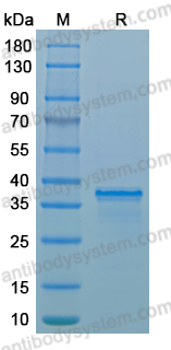 Recombinant LSDV A36R Protein, N-His