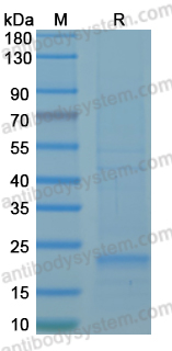 Recombinant LSDV B5R Protein, N-His