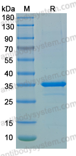 Recombinant LSDV A30L Protein, N-GST & C-His