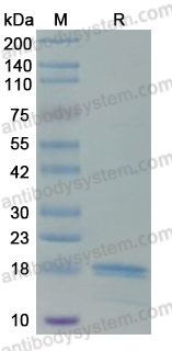Recombinant LSDV A27L Protein, N-His