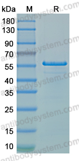 Recombinant LSDV A11R Protein, N-GST & C-His