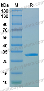 Recombinant LSDV H3L Protein, N-His