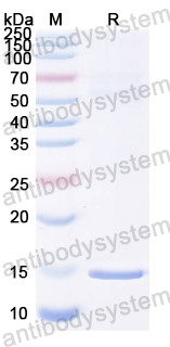 Recombinant Common carp Cyp c 1/PVALB Protein, N-His