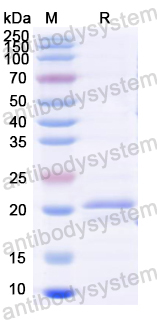Recombinant Red fox CD134/TNFRSF4/OX40 Protein, C-His