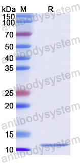 Recombinant Oriental fruit fly SO1A1 Protein, N-His