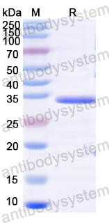 Recombinant Giant tiger prawn Pen m 1/TM1 Protein, C-His