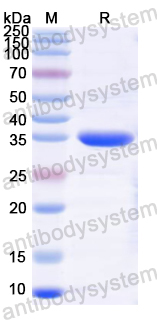 Recombinant Horse Equ a 6/LYZ Protein, N-Trx-His & C-His