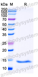 Recombinant Clytia hemisphaerica Piwi Protein, N-His