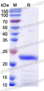 Recombinant Snake SVMP/Alfimeprase Protein, C-His