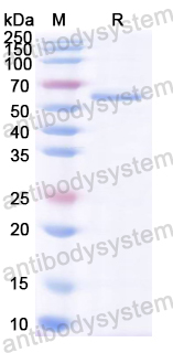 Recombinant Honeybee Api m 11/MRJP1 Protein, N-His-SUMO