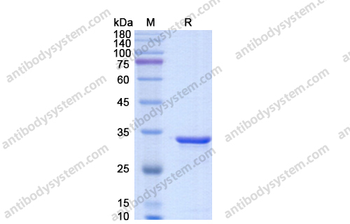 IdeS Protease (IgG specific)