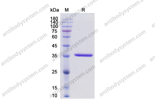 IdeZ Protease (IgG specific)