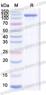 Recombinant Streptococcus pyogenes EndoS Protein, N-GST