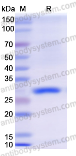 Recombinant Mycobacterium tuberculosis esxA/ESAT-6 Protein, N-GST