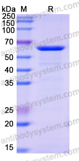 α-fucosidase/AlfC