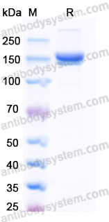 Recombinant Streptococcus pyogenes Cas9 Protein, N-His