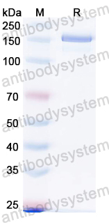 Recombinant Streptococcus pyogenes Cas9 Protein, N-His