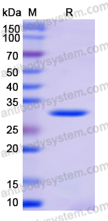 Recombinant Streptococcus pyogenes speB/Streptopain Protein, N-His