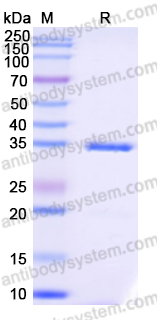 Recombinant Escherichia coli birA/bioR Protein, C-Strep