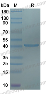 Recombinant Bordetella pertussis fhaB/FHA Protein, C-His