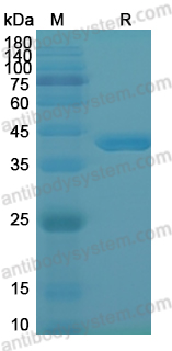 Recombinant Clostridium perfringens CPE Protein, N-GST