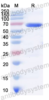 Recombinant E. coli pcnB/Poly(A) polymerase I Protein, C-Strep